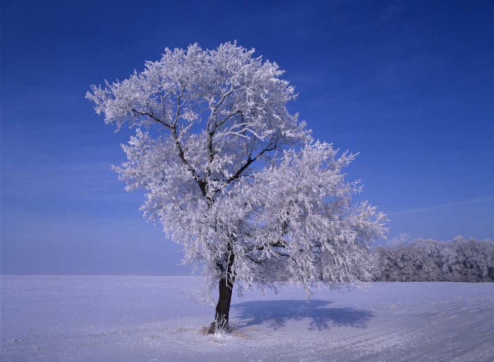 Canada, Dugald, hoarfrost on cottonwood trees